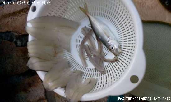 ߤʥץϥʾС