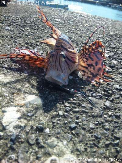 ミノカサゴ