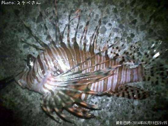ミノカサゴ