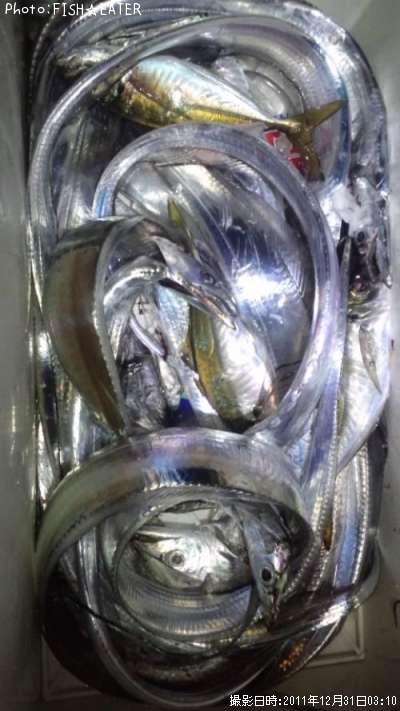 今年最後も太刀魚