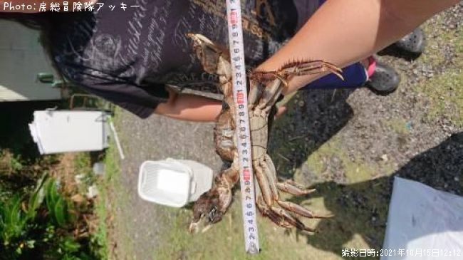 モクズガニ