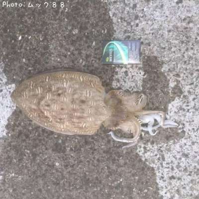 モンゴ