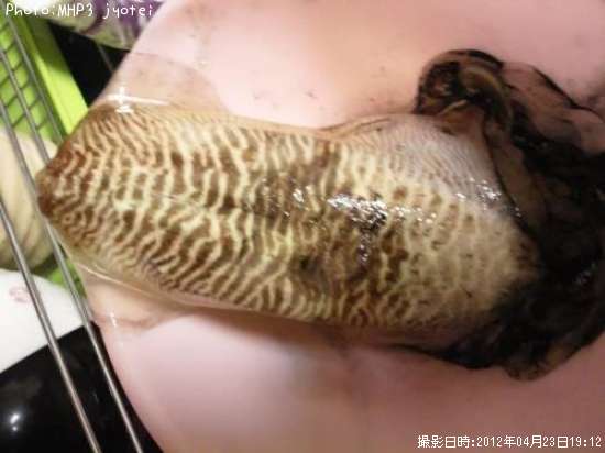 モンゴイカ