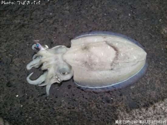 モンゴウ