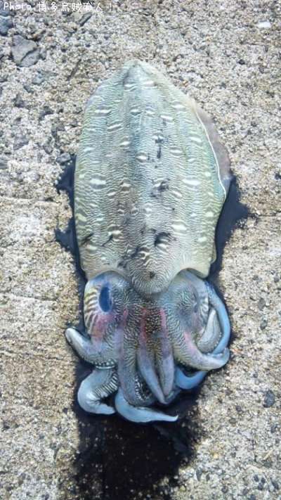 モンゴウ