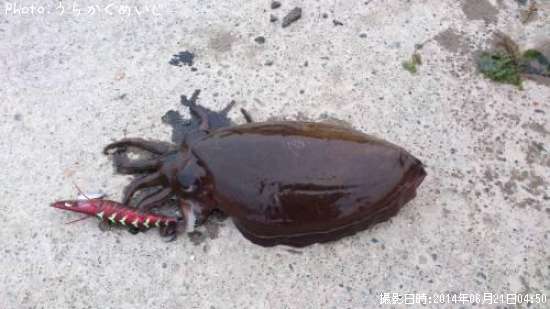 モンゴウイカ