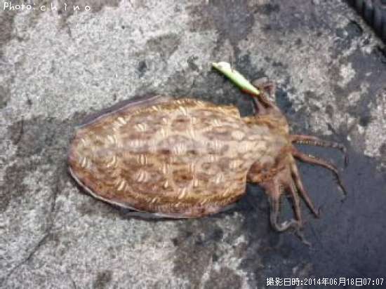 モンゴウイカ