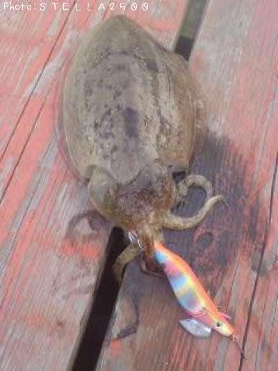 モンゴウイカ