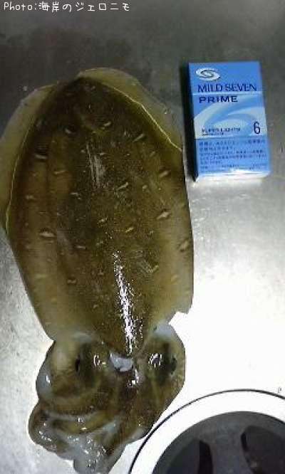 モンゴウイカ