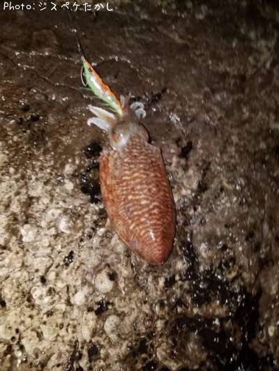 モンゴウイカ