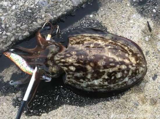 モンゴウイカ