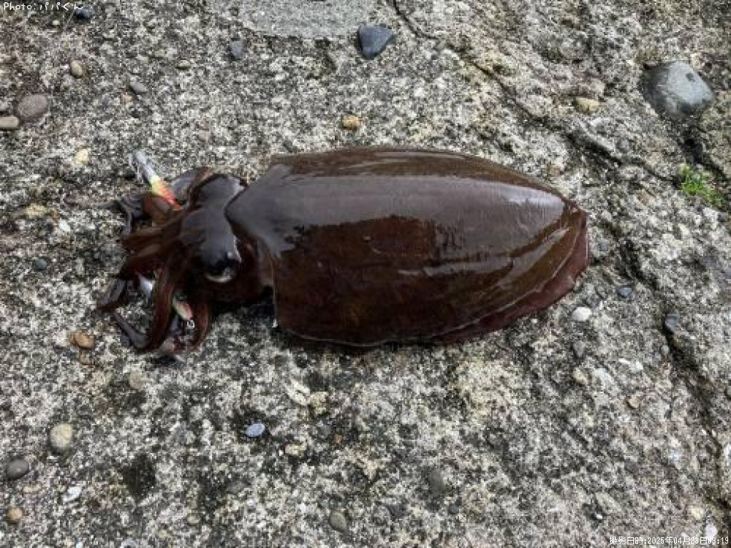 モンゴウイカ