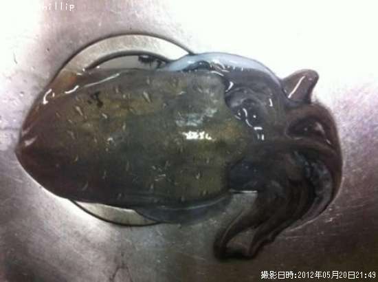 モンゴウイカ