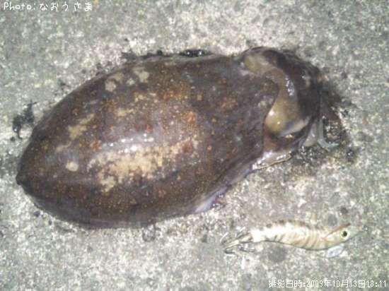 モンゴウイカ