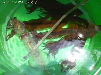 ムギ、マルイカ