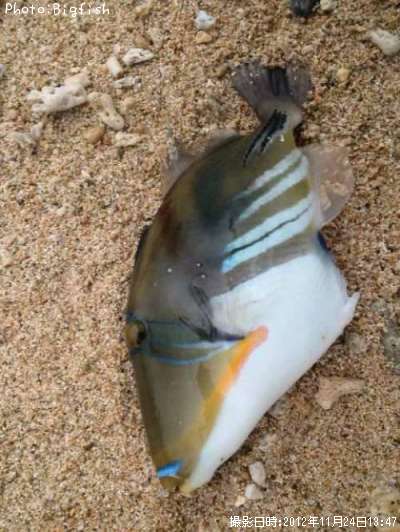 ムラサメモンガラ
