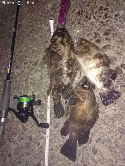ムラソイ、メバル