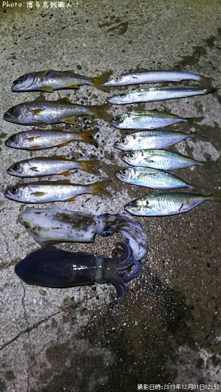 ムツ、アジ、カマス、アオリイカ
