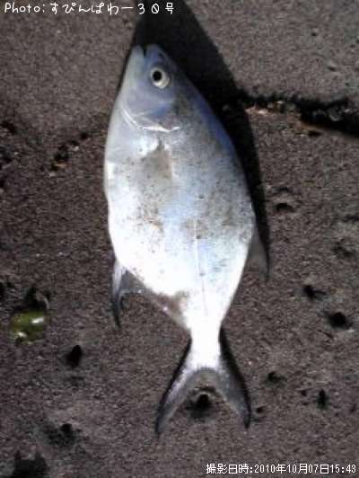 変な魚