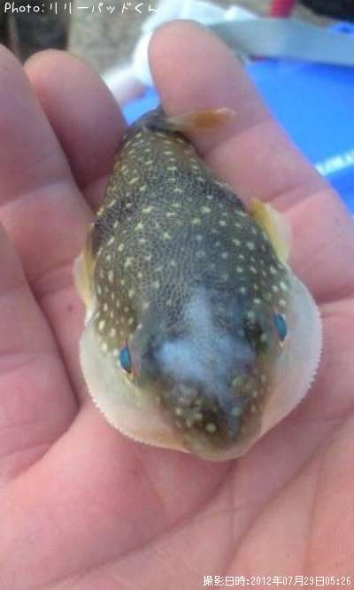 風来坊なマブダチ