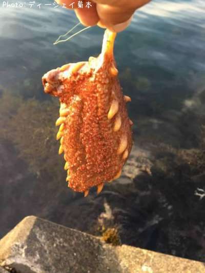 ナマコ
