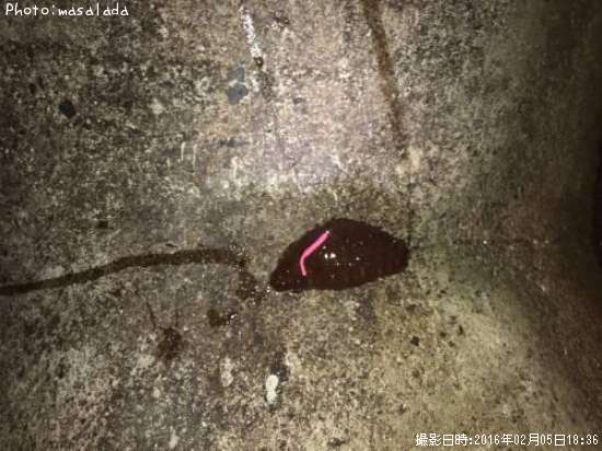 なまこ