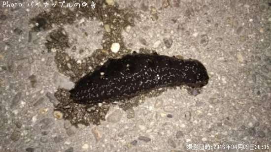 ナマコ