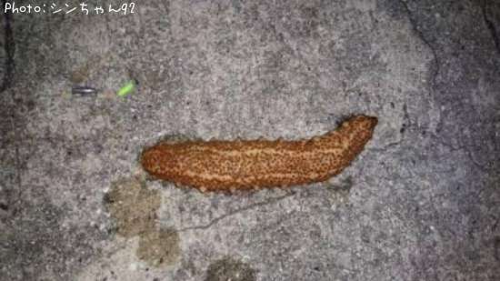 ナマコ