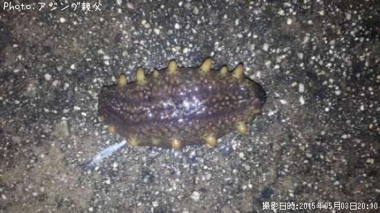 ナマコ