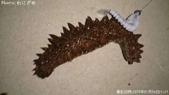 ナマコ