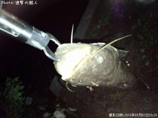 ナマズ