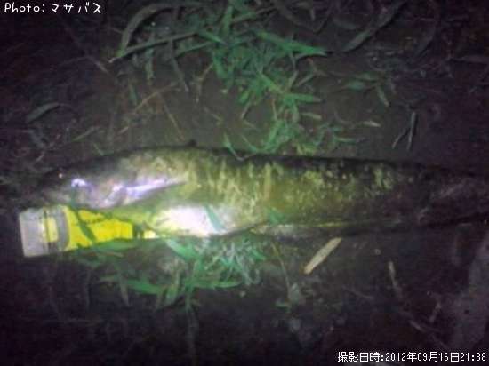 ナマズ ブラックバス