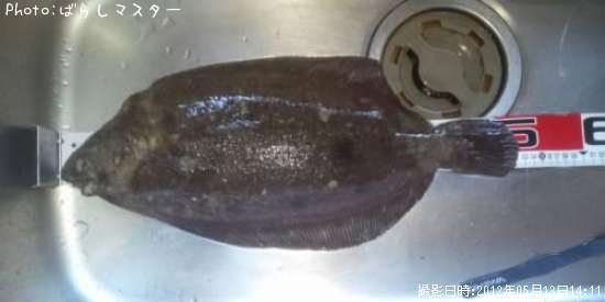 ナメタガレイ