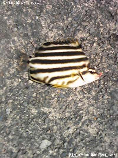 なんだぁ魚