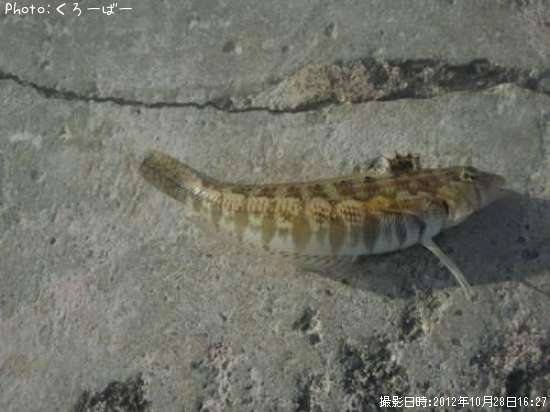 なんじゃこりゃ?