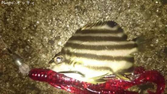 なんの魚?