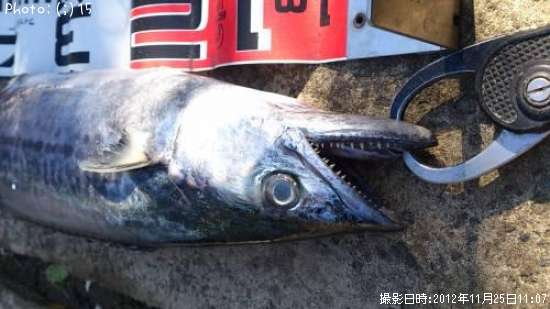 なんて魚??