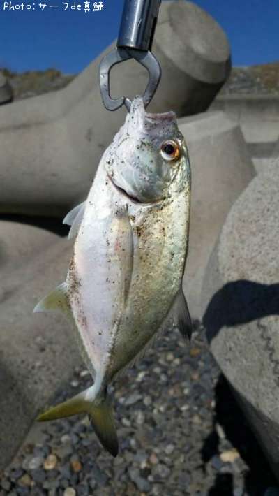 なんて魚?