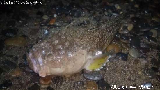 なんていう魚?