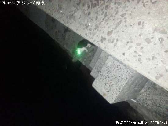 離島ネコ