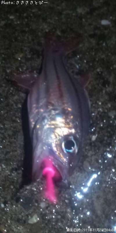 ネンブツダイ