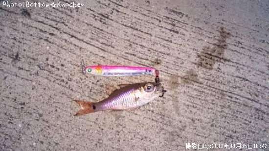 ネンブツダイ