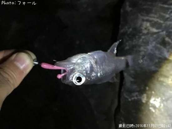 ネンブツダイ