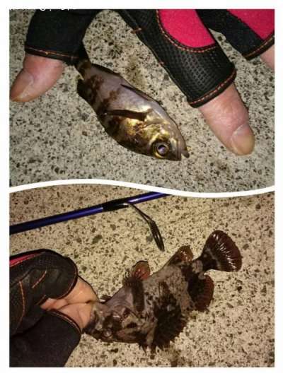 ネタ(稚魚)