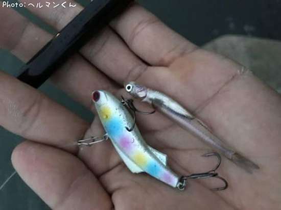ネタ(ベイト)