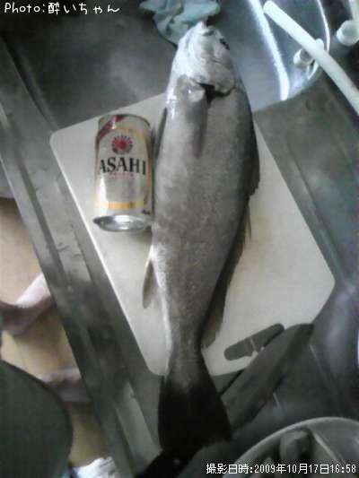 ニベ