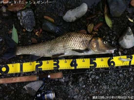 ニゴイ