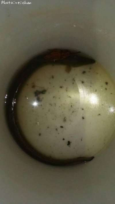 ニホンウナギ