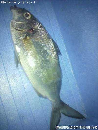 謎の魚