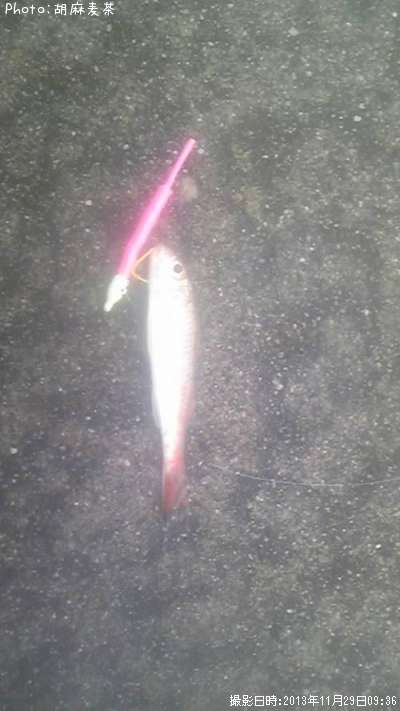 謎の魚